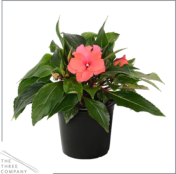 Live New Guinea Impatiens Plant - Shades of Pink (3 Plants Per Pack) - Beautiful Flowering Shade Flowers - 12" Tall by 5" Wide in 1 Qt Pot (Pack of 2)