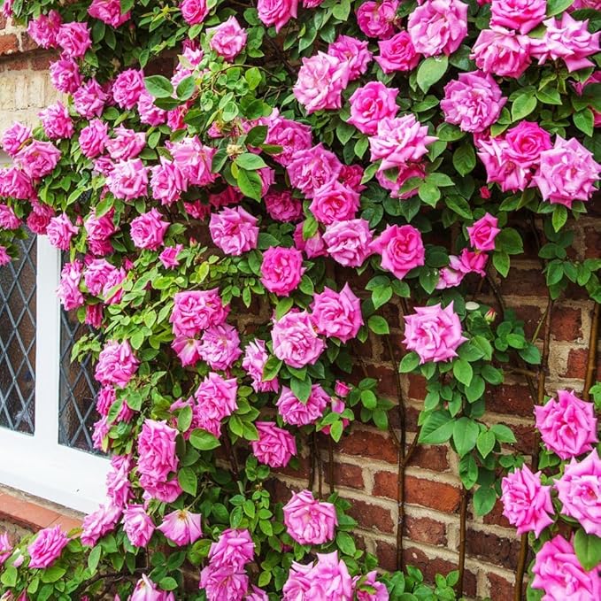 150+ Mix Climbing Rose Seeds for Planting Outdoors-Perennial Rose Flower Seeds Ornamental Beautiful Roses