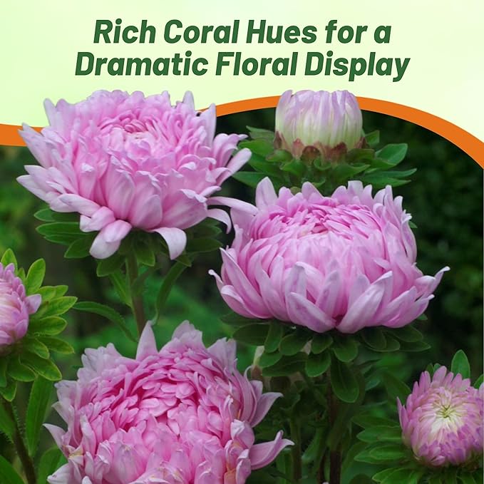 Outsidepride Paeony Aster Seeds - 2,000 Pcs Annual, Hardy & Pollinator Friendly Flower Seeds for Planting Vibrant Double Incurved Coral-Rose Petals, Ideal for Meadows & Aesthetic Gardens