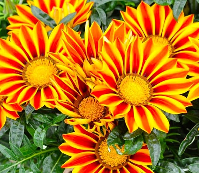 Showy Gazania Flower Mix Perennial 100+ Seeds for Planting Non-GMO Treasure Flower African Daisy
