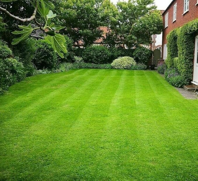 Zoysia Empire Grass Seeds, 10000 Seed Count, Zoysia Seeds for Low-Maintenance Lawn and Backyard Landscaping