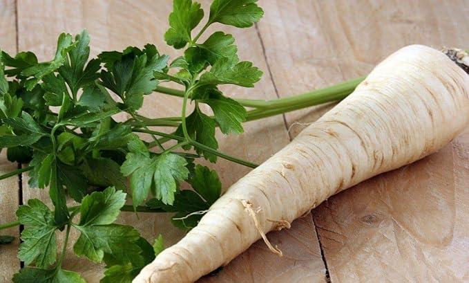 Seeds4planting - Sugar Parsley Root Heirloom Herbs Non GMO for Planting 2000 Seeds
