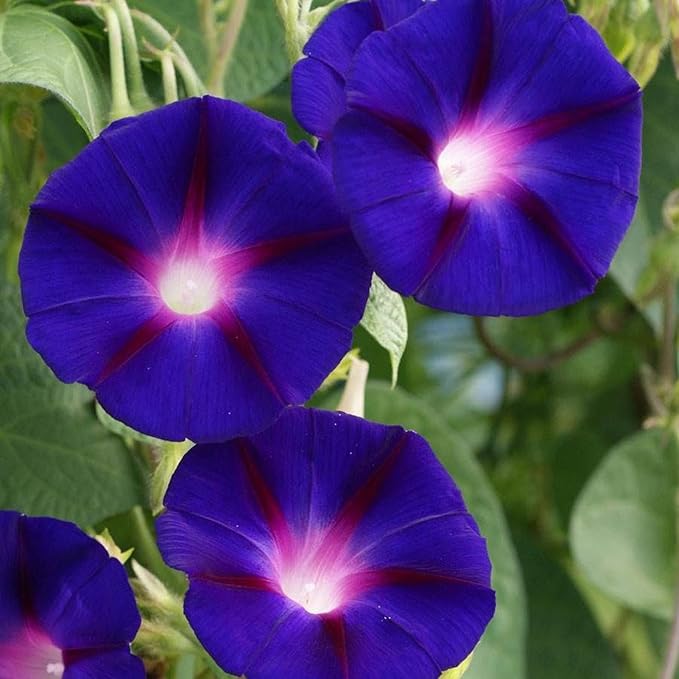 Park Seed Morning Glory Vine Flower Plant Seeds, Easy to Grow, Perfect for Spring Garden, Grandpa OTT, Pack of 50