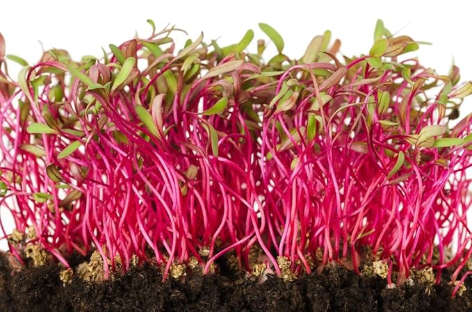 Beet Seed, Beets Sprouting Seeds, Microgreen, Sprouting, 8 OZ, NON GMO - Country Creek Acres Brand - High Sprout Germination- Juicing, Gardening, Hydroponics, Growing Salad Sprouts