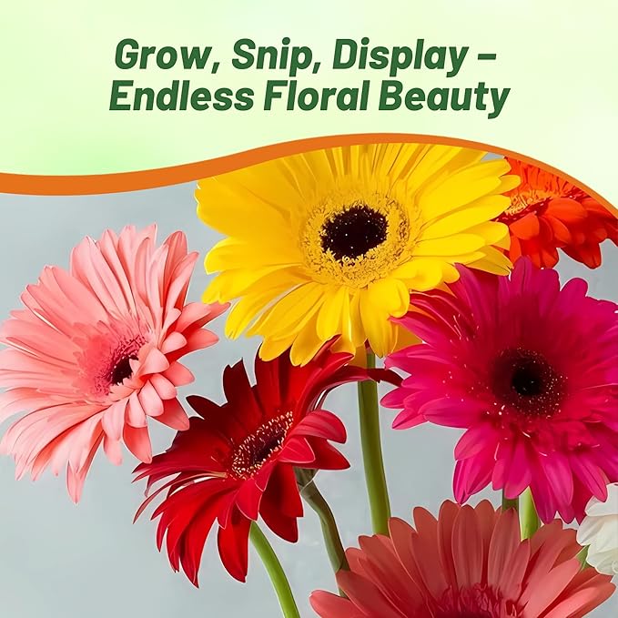 Outsidepride Colorbloom Mix Gerbera Seeds - 20 Pcs Perennial, Compact & Low Maintenance, Flower Seeds for Planting w/Vibrant Mixed Blooms, Ideal for Garden Landscaping & Cut Flower Arrangements