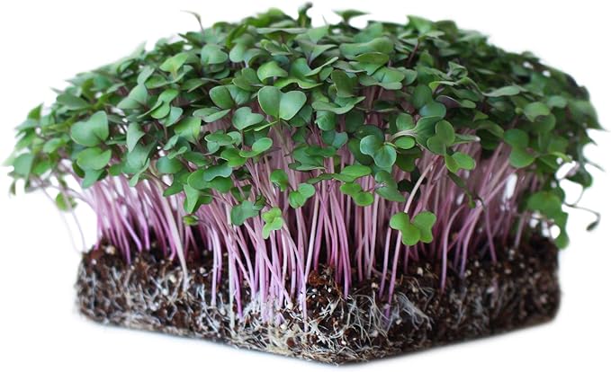 Purple Vienna Kohlrabi Garden Seeds - 1 Oz - Non-GMO, Heirloom Vegetable Gardening & Microgreens Seeds