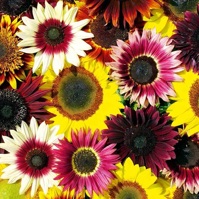 75+ Teddy Bear Sunflower Seeds for Planting Outdoor-Sunflower Seeds-Giant Exotic Helianthus Annuus Flower Seed Non-GMO Heirloom Drought Tolerant Blooms in Home Garden