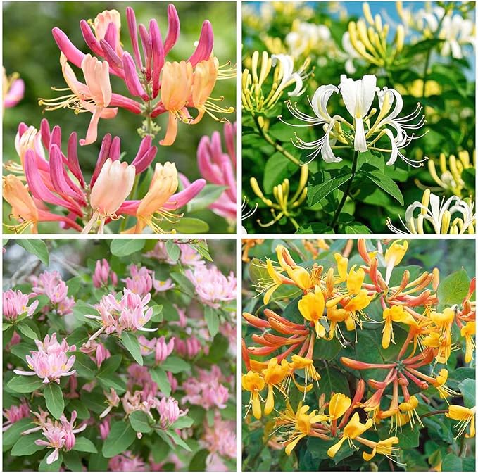 210+ Mix Honeysuckle Seeds for Planting in Home Garden- Non-GMO Honeysuckle Plant Vine - Fragrant Cloud Honeysuckle Flowers