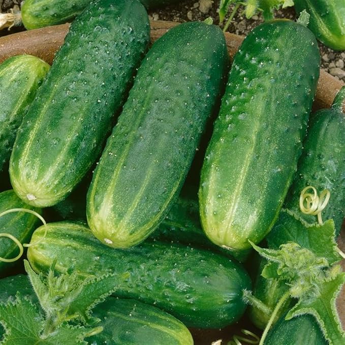 County Fair Improved Hybrid Cucumber 1 Oz ~950 Seeds – F1 Pickling Variety – Non-GMO, Parthenocarpic, Bacterial Wilt Resistant, Bitter-Free, 50 Days to Maturity, High Yield Garden Cucumber