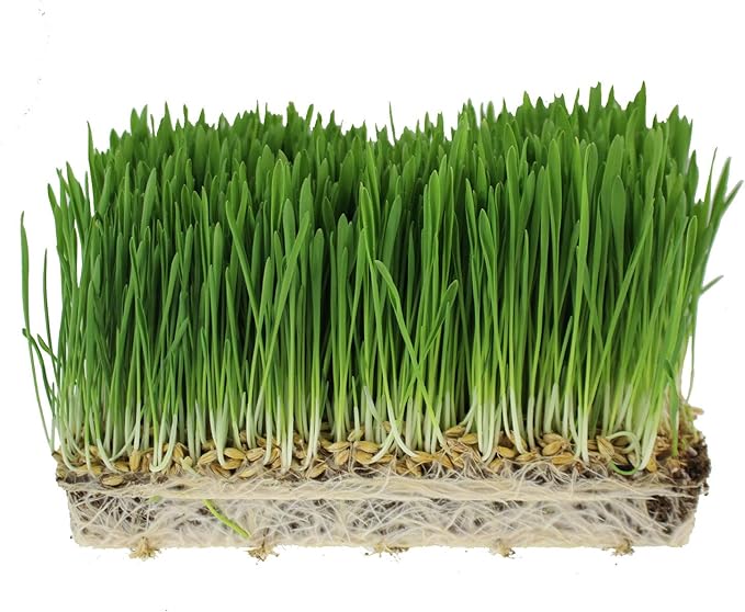 Organic Barley Seeds - 25 Lbs - Whole (Hull Intact) Barleygrass Seed - Ornamental Barley Grass, Juicing - Grain for Beer Making, Emergency Food Storage & More