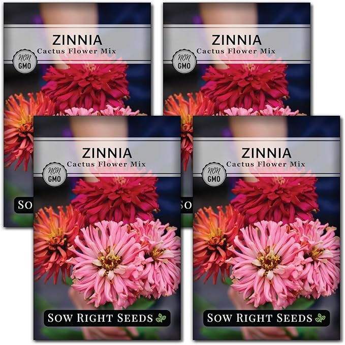 Sow Right Seeds - Zinnia Cactus Flower Seeds for Planting - Beautiful Flowers to Plant in Your Garden - Non-GMO Heirloom Seeds - Red and Pink Variety - Attract Pollinators - Beautiful Cut Flower (4)