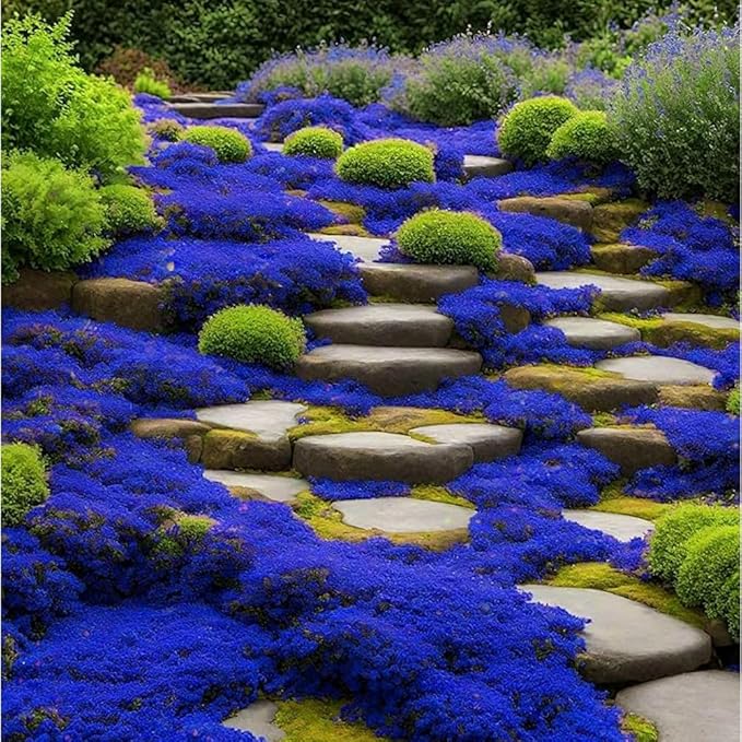 Mixrug 9998+ Blue Woolly Thyme Seeds for Planting,Perennial Blue Creeping Thyme Seeds Ground Cover,Drought Tolerant Path Edging Thym Seed Evergreen Silver Foliage for Stone Pathways