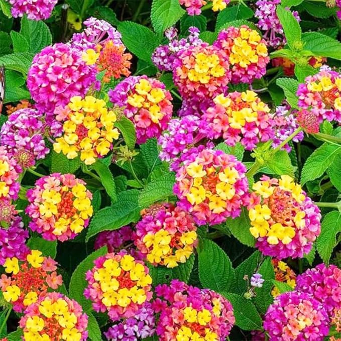 200+Perennial Mix Lantana Flowers Seeds for Planting Outdoors Home Garden