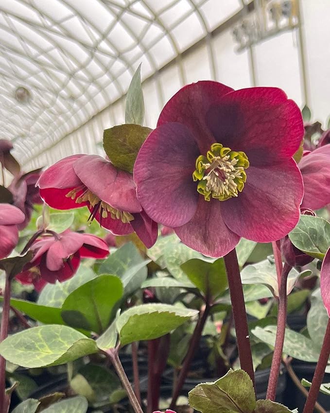 Perennial Farm Helleborus x Frostkiss® Vibey Velvet™ – Live Lenten Rose in #1 Container, Deep Velvet-Purple Blooms, Marbled Evergreen Foliage, Early Spring Color, Shade Loving, Deer Resistant