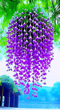 Canterbury Bell Seeds for Hanging Baskets, Purple Campanula Flowers, 2 Packs 0f 20 Seeds Each for Home or Garden Limited Supply Order Now!