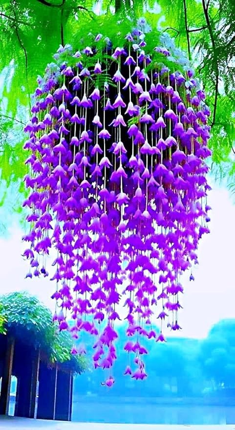 Canterbury Bell Seeds for Hanging Baskets, Purple Campanula Flowers, 2 Packs 0f 20 Seeds Each for Home or Garden Limited Supply Order Now!