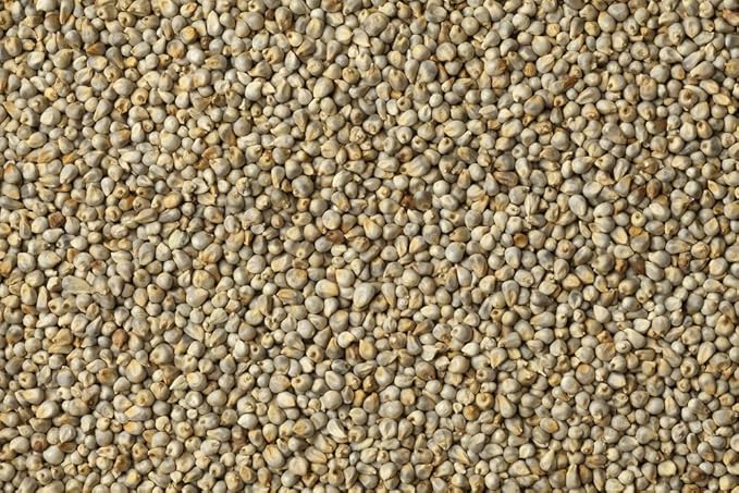 Pearl Millet Grass Seeds for Planting - Pennisetum glaucum - Ornamental Grass Seeds (1,000 Seeds)