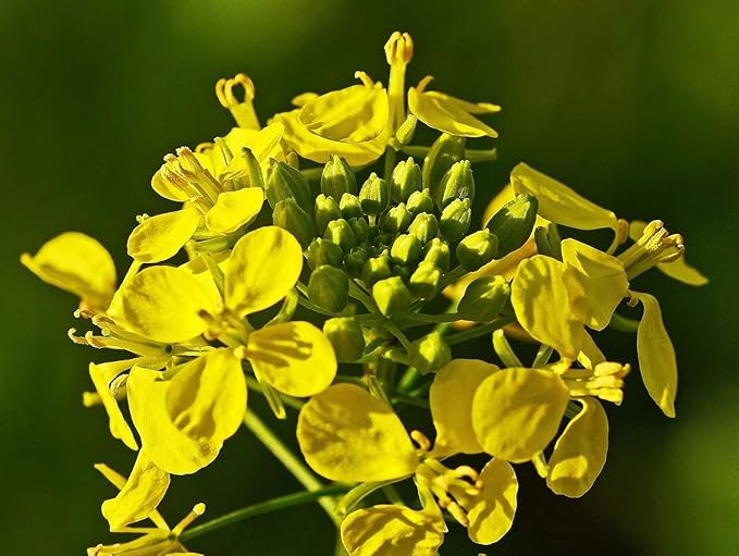 NIKA SEEDS - Seeds Vegetable Black Mustard - 500 Seeds