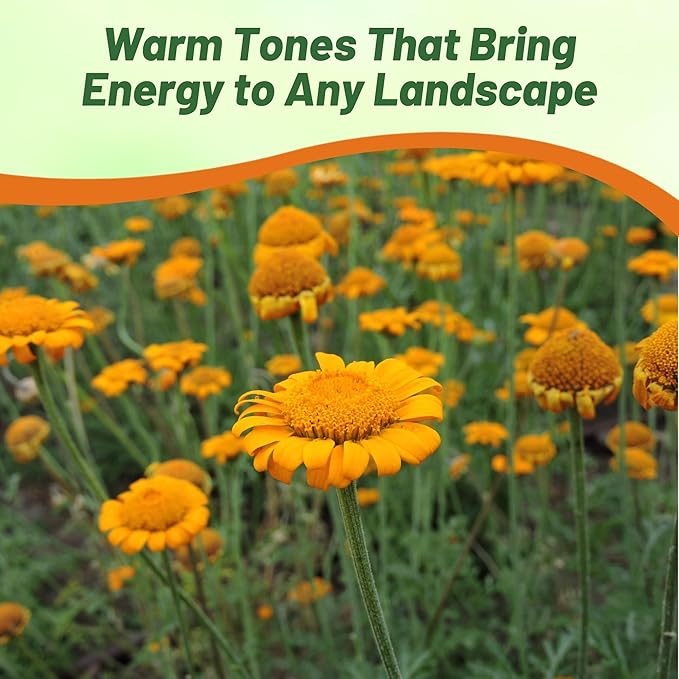 Outsidepride Orange Marguerite Daisy Seeds - 10000 Pcs. Perennial Drought-Tolerant & Pollinator-Friendly, Flower Seeds for Planting Vibrant Blooms for Gardens, Borders & Cut Flowers