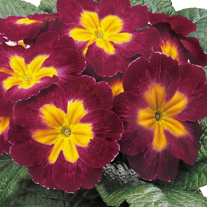 Outsidepride Danova Burgundy Bicolor Common Primrose Seeds - 50 Pcs Annual, Hardy, Easy to Grow & Low Maintenance Flower Seeds for Planting Vibrant Blooms, for Containers, Borders & Erosion Control