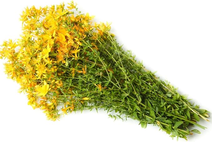NIKA SEEDS - Seeds Herb St John's Wort Medicinal - 1500 Seeds