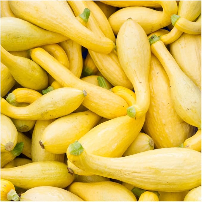 Seed Needs Crookneck Squash Seeds for Planting Summer Squashes - Non-GMO Heirloom & Untreated Cucurbita Seed to Plant an Outdoor Home Grown Vegetable Garden (1 Pack)