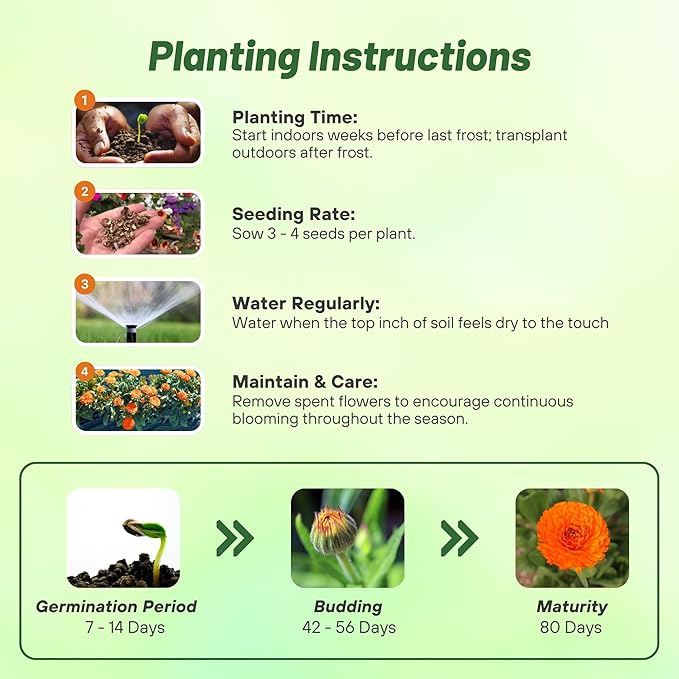 Outsidepride Orange King Calendula Seeds - 2000 Pcs Annual Edible Flower Seeds for Planting for Dishes & Wellness Uses, with Vibrant Blooms for Cut Flower, Container, & Pollinator Gardens