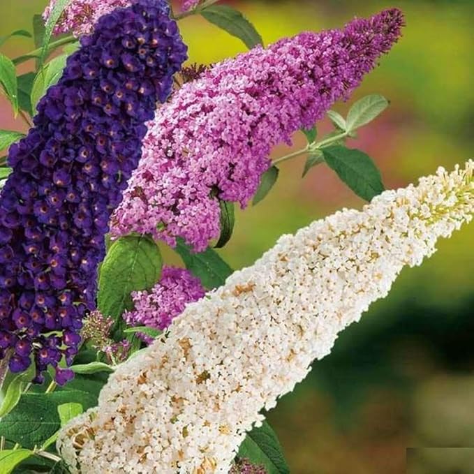 22Day Seeds: Seeds Butterfly Bush Mix/Buddleja Davidii/Perenial Flowers / 1000 Seeds per Pack