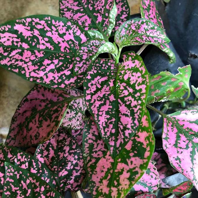 Outsidepride Pink Polka Dot Hypoestes Seed for Planting - 1000 Pcs Perennial Polka Dot Plant Seeds w/Variegated Foliage for Containers, Hanging Baskets, Small Gardens, Both Indoors & Outdoors