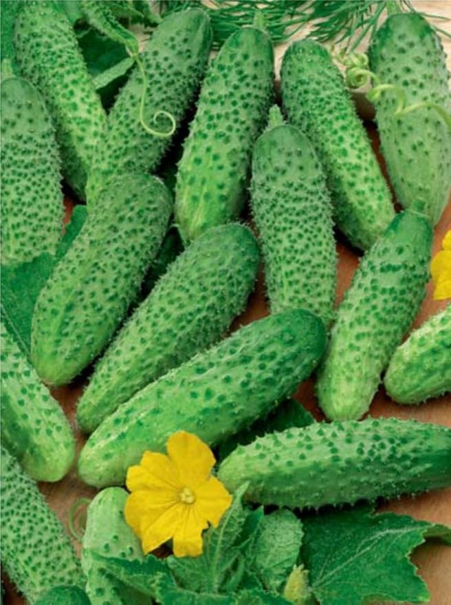 Seeds Cucumber Titus F1 Gherkin - Open-Pollinated - Heirloom Vegetable - GMO Free