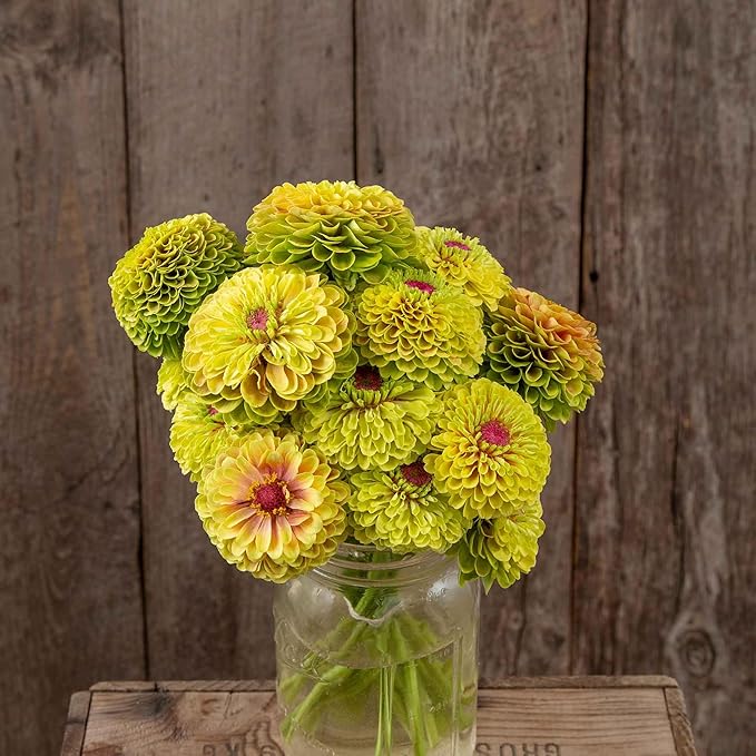 Eden Brothers Zinnia Seeds (Organic) - Queeny Lime with Blotch