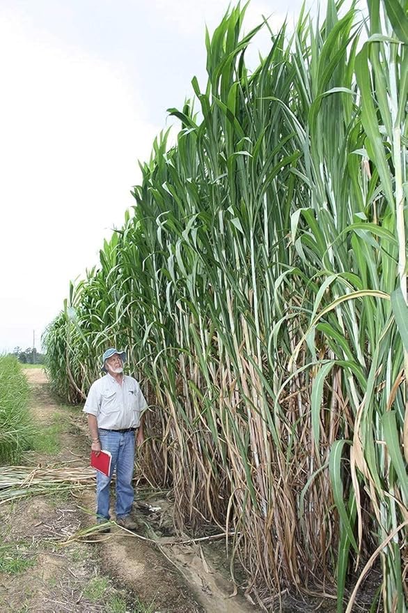 Elephant Grass Seeds - Tallest Grass in The World - Ships from Iowa, Made in USA (1,000 Seeds)