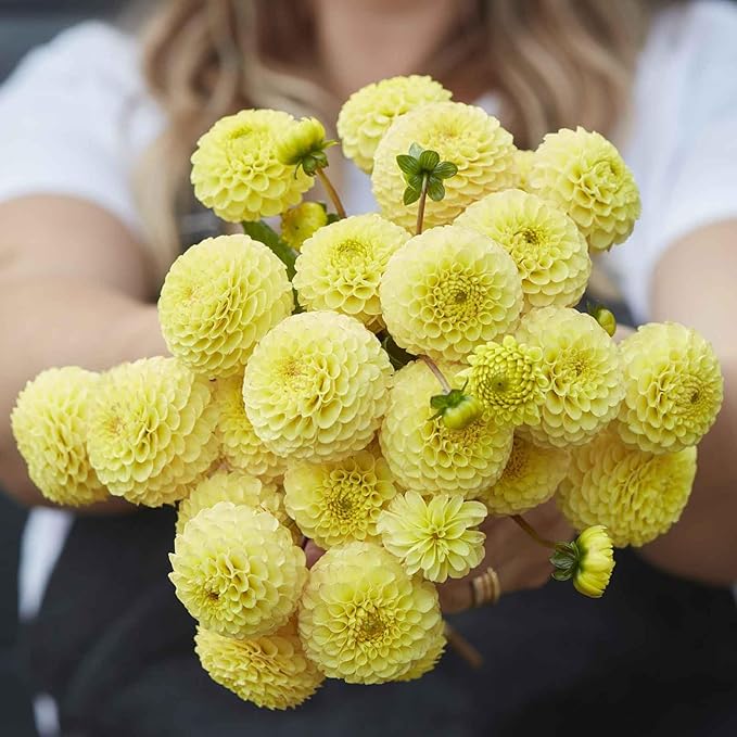 Eden Brothers Dahlia Bulbs (Pompon) - Buttercup, Non-GMO Bulbs for Planting, 4 Bulbs | Low-Maintenance Flower Bulbs, Plant During Spring, Zones 8, 9, 10, 11