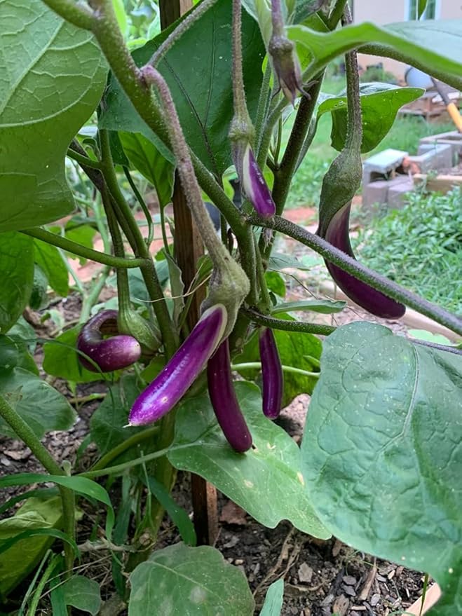 50+ Long Purple Eggplant Seeds Planting Non-GMO Exotic Heirloom Vegetables Productive Asian Long Slender Eggplant