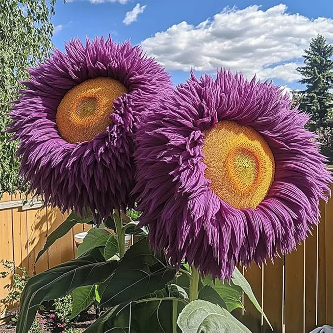 800pcs Teddy Bear Sunflower Seeds for Planting Giant Teddy Bear Sun Flower Seed Heirloom Attracts Pollinators