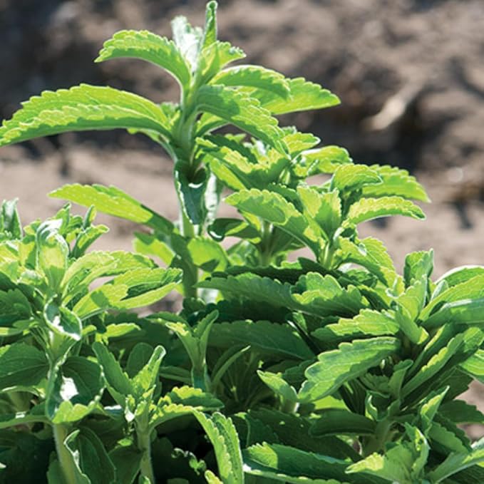 Pack 2 Stevia Plants Live, 4-7 Inches Tall, Fragrant Stevia Herb Ready to Grow Garden or Containers