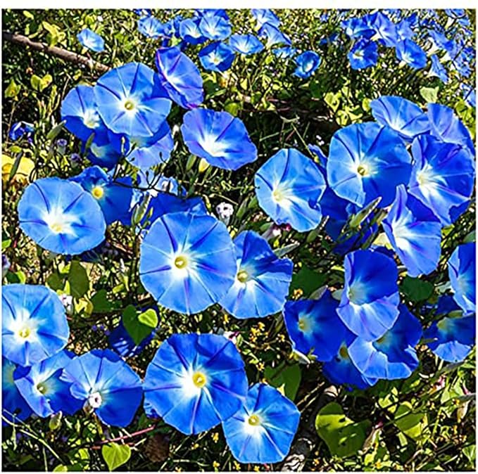 4000 Heavenly Blue Morning Blooming Vine Seeds – 1/4 Pound - for Planting Outdoors – Attracts Butterflies & Hummingbirds – Heirloom Blue Morning Glory Seeds