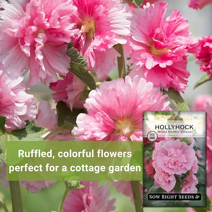 Sow Right Seeds - Double Flower Mixed Hollyhock Seeds for Planting - Non-GMO Heirloom Packet with Instructions to Plant an Outdoor Cottage Garden - Tall Ruffled Mix of Pink, Yellow, Red & White (4)