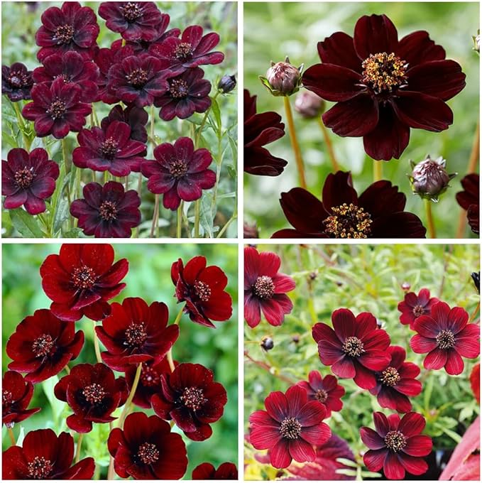 1000+ Cosmos Atrosanguineus Flower Seeds for Planting Outdoors Attract Bees & Butterflies