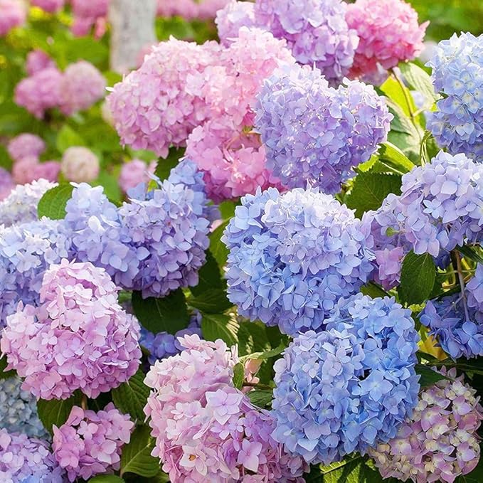 60+ Perennial Hydrangea Seeds Flower for Home Gardens Outdoor-Non-GMO Heirloom Flower High Germination Rate