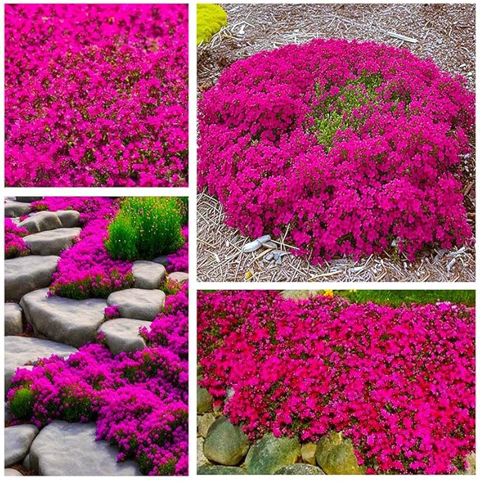 15500+ Mix Magic Perennial Creeping Thyme Seeds for Planting, Thymus Serpyllum Heirloom, Ground Cover Plants