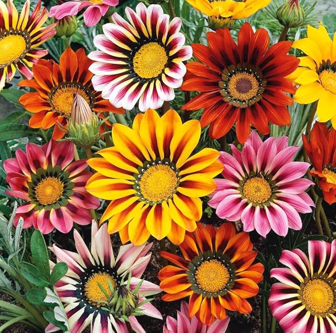 100+ Gazania Seeds Ground Cover for Planting Outdoor-Gazania Splendens Seeds Heat & Drought Tolerant Garden Flower