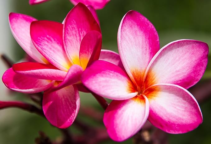 Mixed Color Plumeria Seeds for Planting Tropical Frangipani Rainbow Flower Seed Easy to Grow Colorful Blooms Perennial Patio Balcony Garden Rubra (10, Plumeria Seeds)