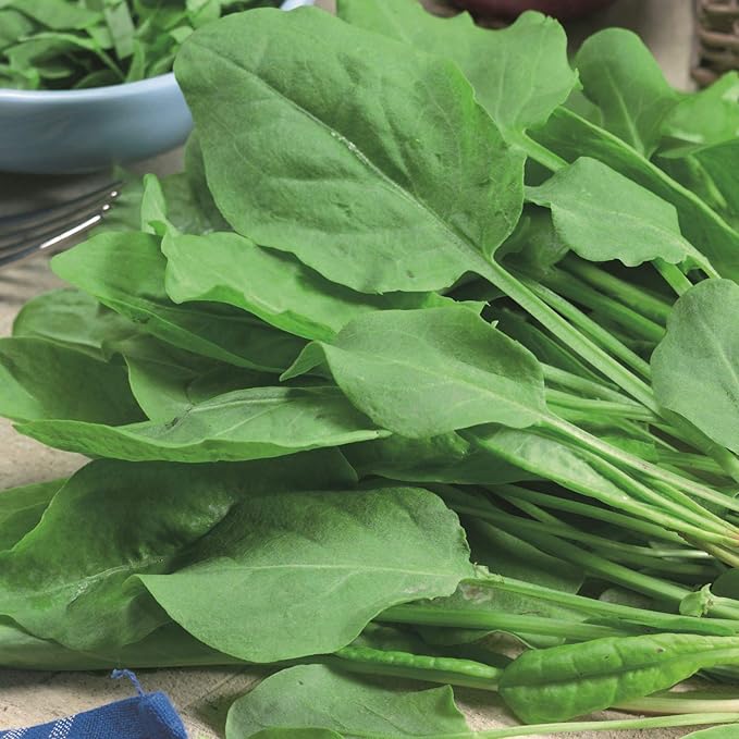 Sorrel Odessa Seeds – Perennial Herb | Heirloom, Non-GMO, Tender & Tangy Leafy Green for Culinary Use