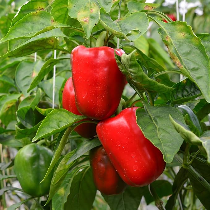 200 Bell Pepper Seeds for Planting, Big Red Sweet Pepper Seeds Indoor Outdoor Vegetable