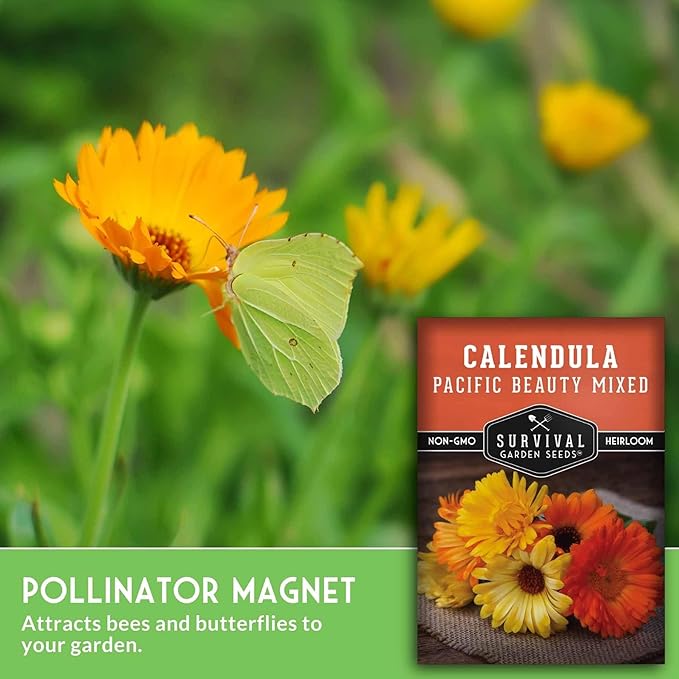 Pacific Beauty Mix Calendula Seeds for Planting – Colorful Heirloom Pot Marigold with Edible & Medicinal Flowers, Pollinator Friendly – Survival Garden Seeds (1 Pack)