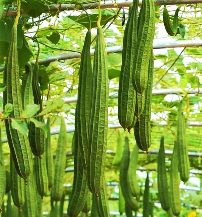 30+ PCS Luffa Gourd Seeds for Planting Loofah Sponge Gourds - Non-GMO Heirloom Climbing Vine Vegetable Veggie Home Grown Outdoor Garden