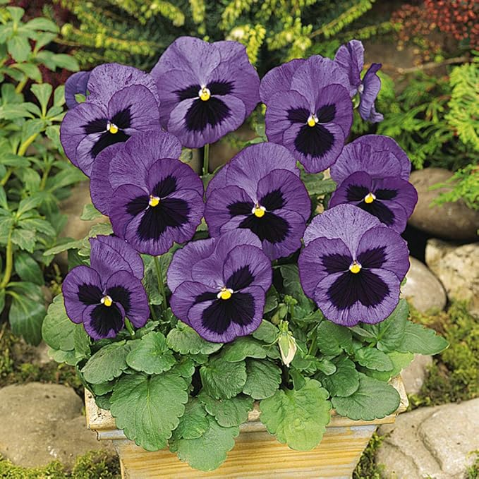 Outsidepride Ocean Pansy Seeds for Planting - 100 Pcs. Biennal, Cold-Hardy & Pollinator Friendly Flowers with Fragrant Blooms for Garden Beds, Borders & Container Displays