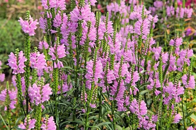 50+ Obedient Plant False Dragonhead Seeds Flowers Garden Plant