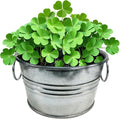 Unique Gardener Grow Your Own Shamrocks Plant Seeds 3-Pack, DIY Indoor Succulents and Live Plants for Home or Garden Planting, Pot O' Good Luck